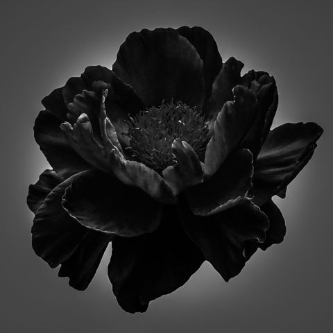 עטיפת האלבום של ניסים בלאק - All Black